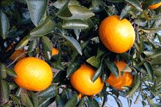 교목 : 감귤나무